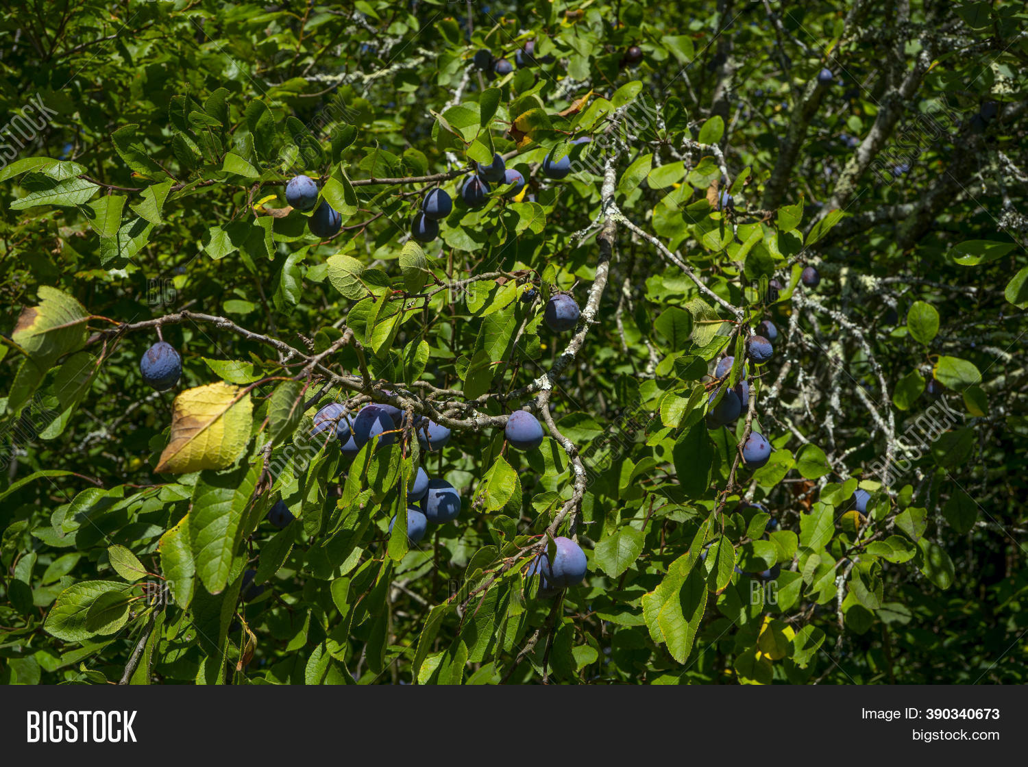 Ripe Plums Hanging Image & Photo (Free Trial) | Bigstock