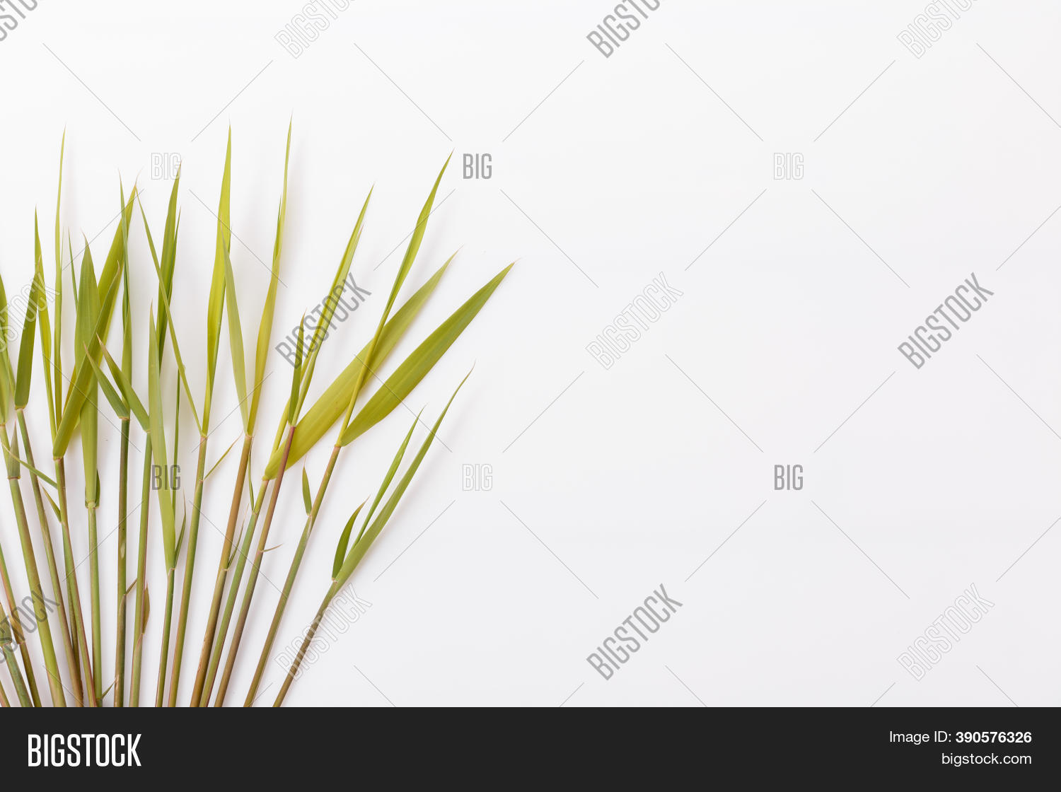 Common Reed Southern Image & Photo (Free Trial) Bigstock