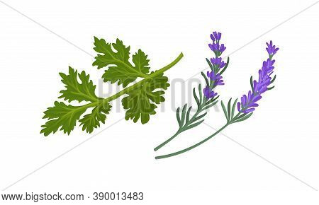 Parsley And Lavender Twig As Kitchen Potherbs Vector Set