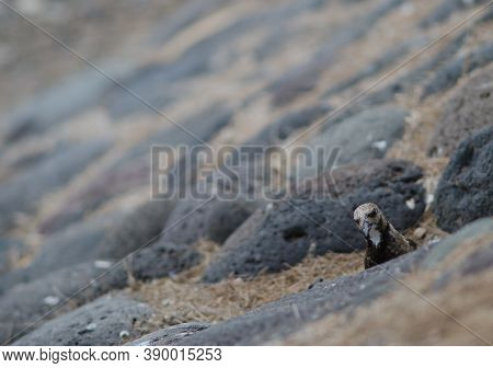 Ruddy Turnstone Arenaria Interpres In The Coast Of Arinaga.