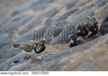 Ruddy Turnstone Arenaria Interpres In The Coast Of Arinaga.