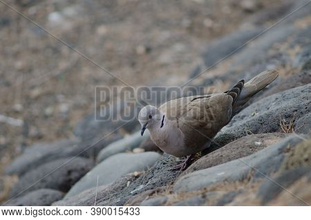 Eurasian Collared Dove Streptopelia Decaocto In Arinaga.