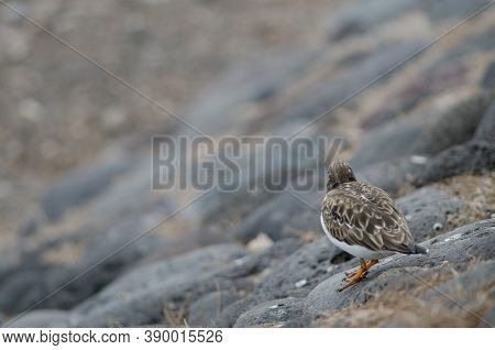 Ruddy Turnstone Arenaria Interpres In The Coast Of Arinaga.