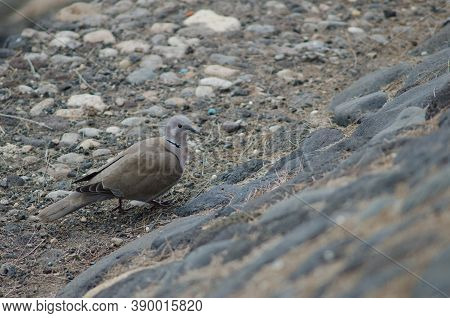 Eurasian Collared Dove Streptopelia Decaocto In Arinaga.