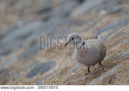 Eurasian Collared Dove Streptopelia Decaocto In Arinaga.