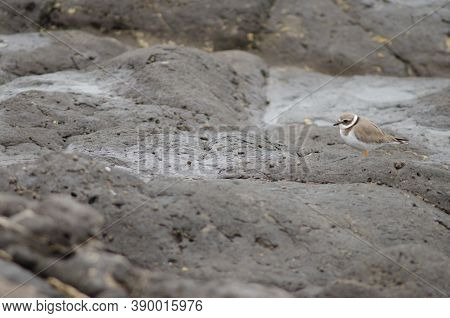 Common Ringed Plover Charadrius Hiaticula In Arinaga.