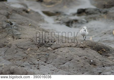 Sanderling Calidris Alba In The Coast Of Arinaga.