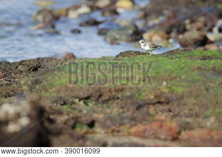 Common Ringed Plover Charadrius Hiaticula In Arinaga.
