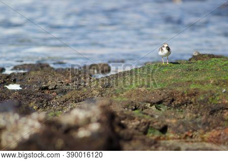 Common Ringed Plover Charadrius Hiaticula In Arinaga.