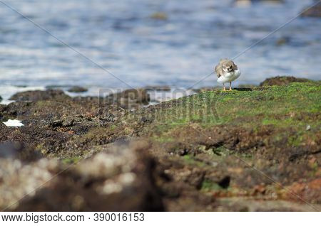 Common Ringed Plover Charadrius Hiaticula In Arinaga.