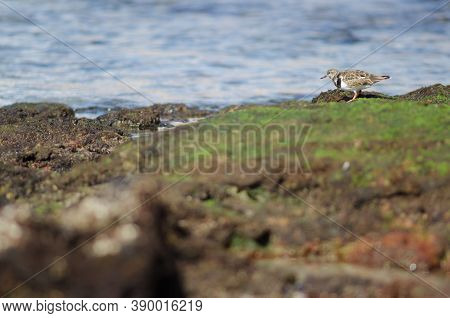 Ruddy Turnstone Arenaria Interpres In The Coast Of Arinaga.