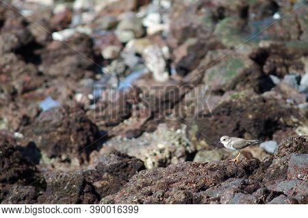 Common Ringed Plover Charadrius Hiaticula In Arinaga.