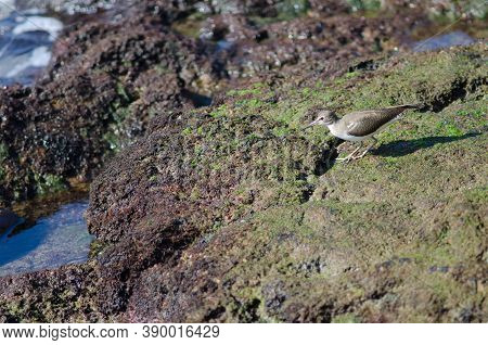 Common Sandpiper Actitis Hypoleucos In The Coast Of Arinaga.