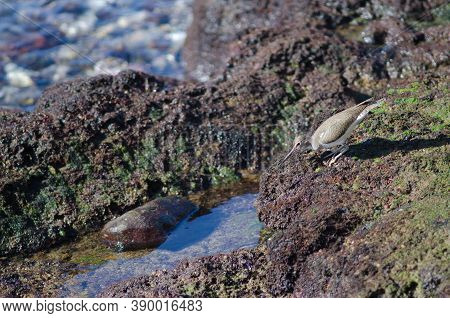 Common Sandpiper Actitis Hypoleucos Hunting In Arinaga.