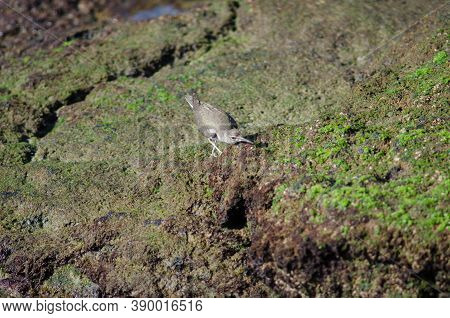 Common Sandpiper Actitis Hypoleucos Hunting In Arinaga.