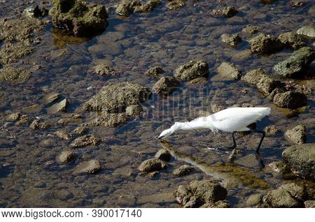 Little Egret Egretta Garzetta Fishing In Arinaga.
