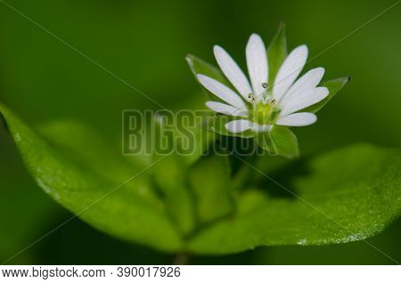 White Flower In The Municipality Of Guia.