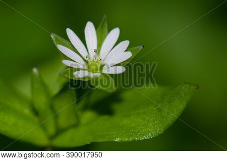 White Flower In The Municipality Of Guia.