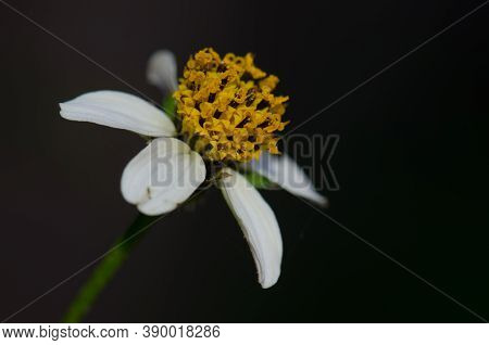 Flower Of Black-jack Bidens Pilosa In The North Of Gran Canaria.