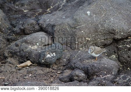 Common Ringed Plover Charadrius Hiaticula In Arinaga.