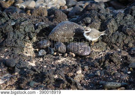 Common Ringed Plover Charadrius Hiaticula In Arinaga.