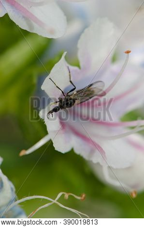 Diptera On A Flower Of Echium Decaisnei.