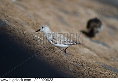 Sanderling Calidris Alba In The Coast Of Arinaga.