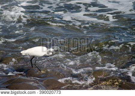 Little Egret Egretta Garzetta In The Coast Of Arinaga.