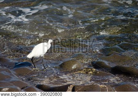 Little Egret Egretta Garzetta In The Coast Of Arinaga.