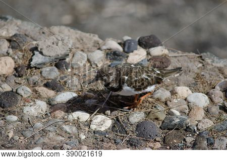 Ruddy Turnstone Arenaria Interpres In The Coast Of Arinaga.