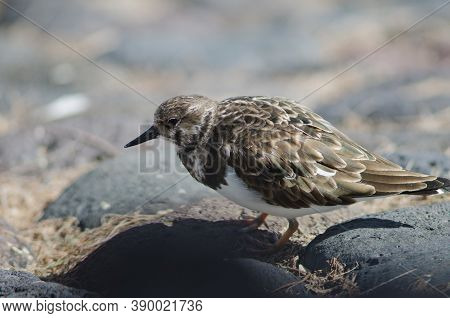 Ruddy Turnstone Arenaria Interpres In The Coast Of Arinaga.