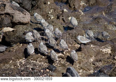 Flock Of Sanderling Calidris Alba In Arinaga.