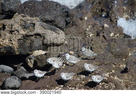 Flock Of Sanderling Calidris Alba In Arinaga.