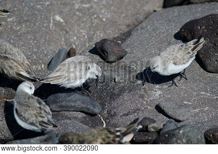 Sanderling Calidris Alba In The Coast Of Arinaga.