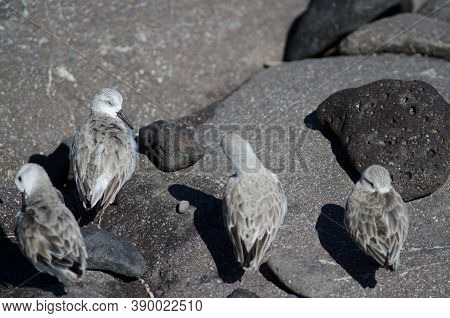 Sanderling Calidris Alba In The Coast Of Arinaga.