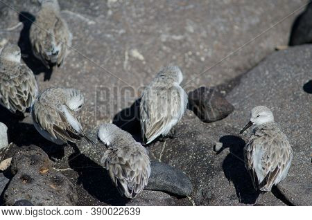 Sanderling Calidris Alba In The Coast Of Arinaga.