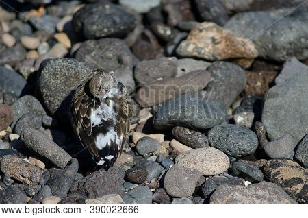 Ruddy Turnstone Arenaria Interpres Preening In Arinaga.