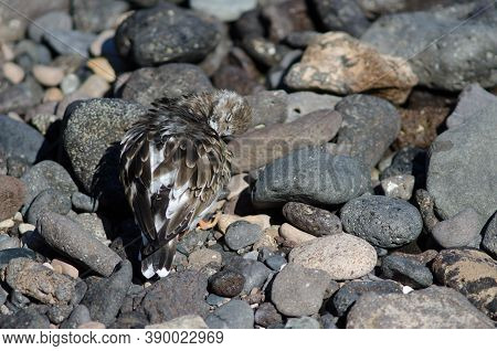 Ruddy Turnstone Arenaria Interpres Preening In Arinaga.