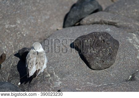 Sanderling Calidris Alba Resting In The Coast Of Arinaga.