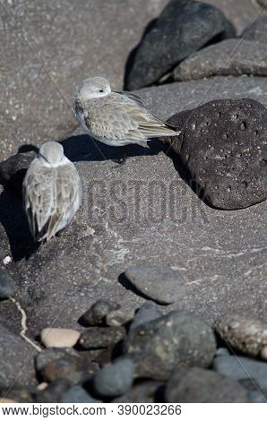 Sanderling Calidris Alba Resting In The Coast Of Arinaga.