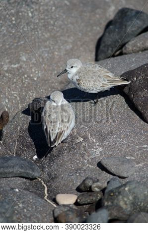 Sanderling Calidris Alba In The Coast Of Arinaga.