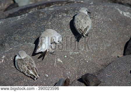 Sanderling Calidris Alba In The Coast Of Arinaga.