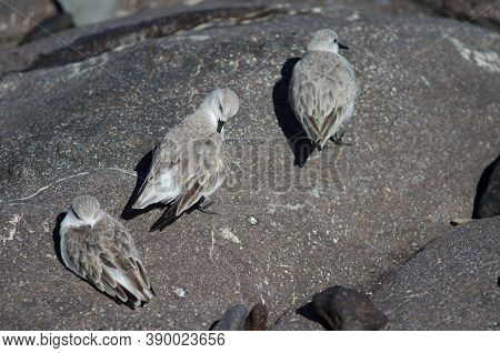 Sanderling Calidris Alba In The Coast Of Arinaga.