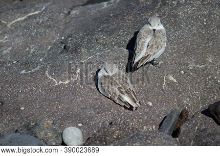 Sanderling Resting In The Coast Of Arinaga.