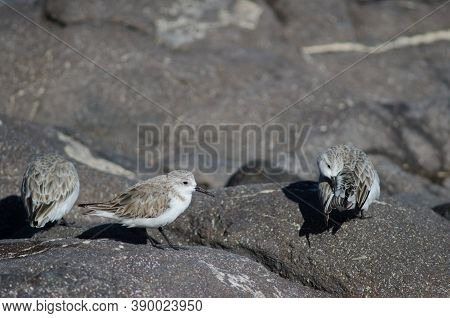 Sanderling Preening In The Coast Of Arinaga.