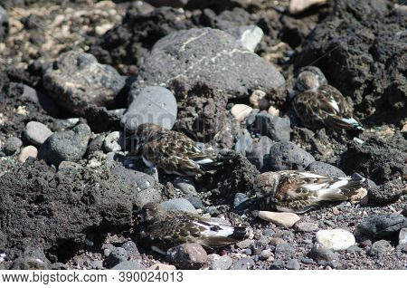 Ruddy Turnstone Arenaria Interpres Resting In Arinaga.