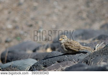 Juvenile Spanish Sparrow Passer Hispaniolensis In Arinaga.