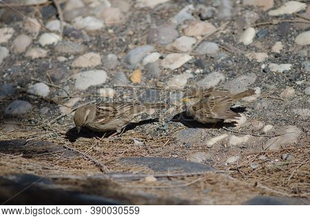 Young Spanish Sparrows Passer Hispaniolensis In Arinaga.