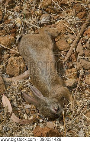 Sick European Rabbit Oryctolagus Cuniculus In El Juncal.