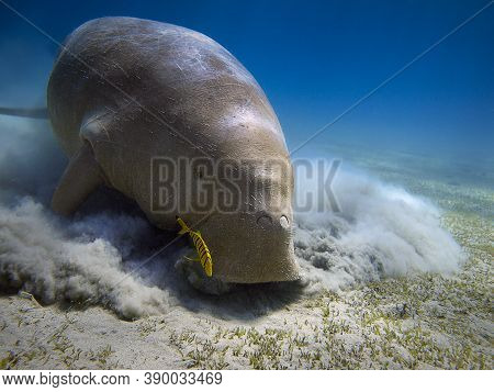 Dugongo Eating Ay The Bottom Of Red Sea